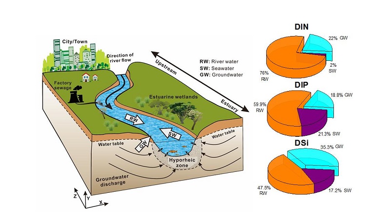 地下水,海水與河水交互作用示意圖及地下水輸送營養鹽通量百分比